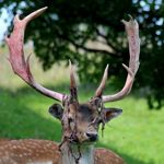 Deer Antler Velvet can reduce joint pain and is a GenF20 ingredient.